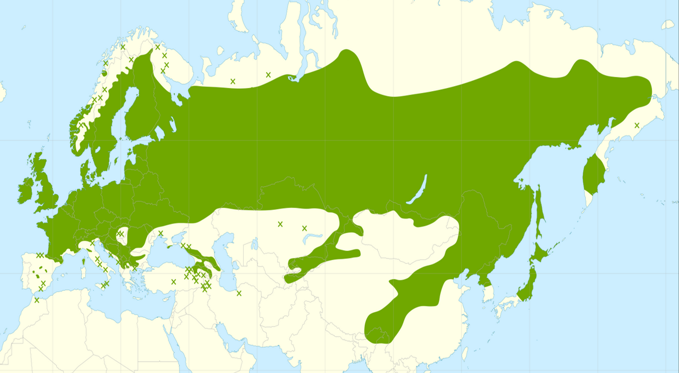 Карта где растет береза